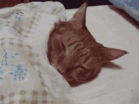 Discover and Share the best GIFs on Tenor. . Wake up cat gif